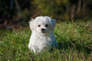 dog, young dog, small dog